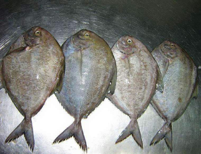 Hotel samruddhi fish and sea food